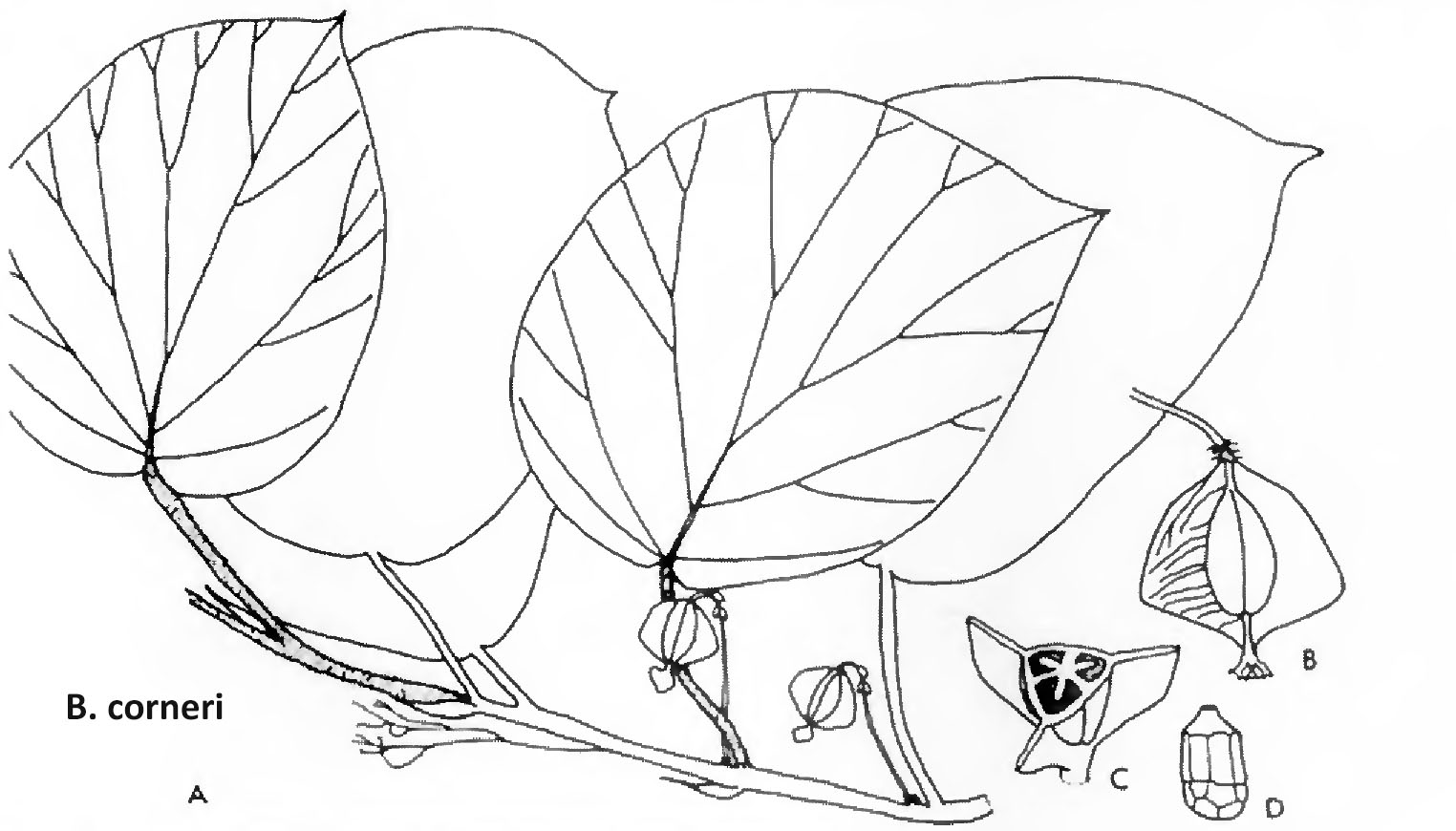 B. corneri